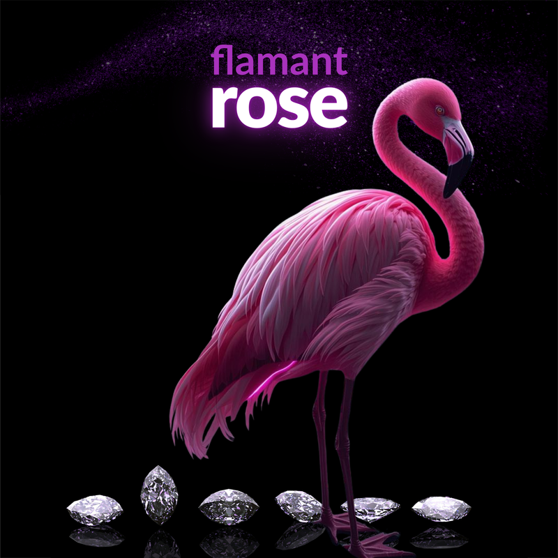 Flamant Rose 