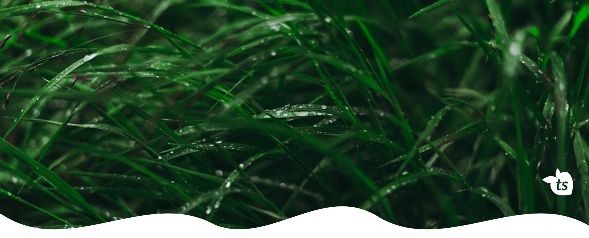 Close-up of green grass with water droplets on a dark background